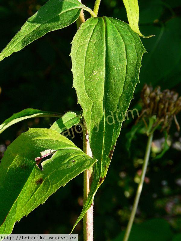 Třapatka kořen řezaný